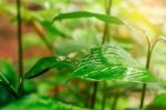 Ornamental With Rainy Season Nature Stock Photo