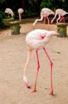 White Flamingo Pink Beak Stock Photo