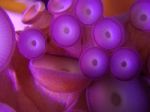 Purple Octopus Tentacles 1 Stock Photo