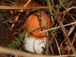 Collection And Preparation Of Autumn Edible Mushrooms  Stock Photo