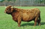 Highland Cow Stock Photo