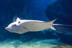 Eagle Stingray Stock Photo