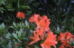 Flowers Rhododendron Stock Photo