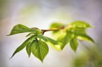 Spring Foliage. Young Green Leaves Stock Photo