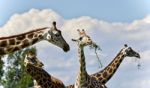 Background With Four Cute Giraffes Eating Leaves Stock Photo