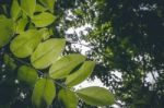 Green Leaf Stock Photo