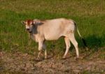 The Cow On Field Stock Photo