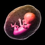 Human Fetus Stock Photo