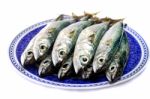 Atlantic Mackerel Stock Photo