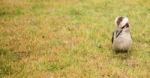 Kookaburra Close Up Outside During The Day Stock Photo