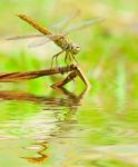 Dragonfly In Nature Stock Photo