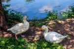 Domesticated Geese Living Wild In Roath Park Stock Photo