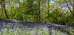 Bluebells In Staffhurst Woods Near Oxted Surrey Stock Photo