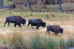 American Bison (bison Bison) Stock Photo