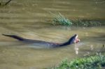 Eurasian Otter (lutra Lutra) In Natural Habitat Stock Photo