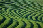 Tea Plantation Stock Photo