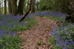 Bluebells In Staffhurst Woods Near Oxted Surrey Stock Photo