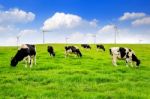 Cows On A Green Field And Blue Sky Stock Photo