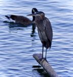 Picture With A Great Blue Heron Watching Somewhere Stock Photo