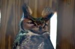 Great Horned Owl Stock Photo