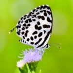 Close Up Small White Butterfly ( Common Pierrot ) Stock Photo