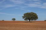 Lonely Holm Oak Trees Stock Photo