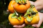 Hand Holding Ripe Persimmon Stock Photo