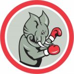 Elephant Boxer Boxing Circle Cartoon Stock Photo