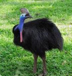 Cassowary Bird Stock Photo