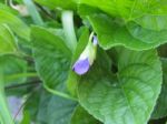 Viola Odorata, Violet Bud Stock Photo