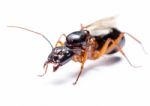 Black Carpenter Ant (camponotus Pennsylvanicus) Stock Photo