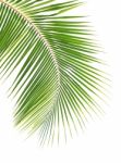 Coconut Leaf Isolated White Background Stock Photo