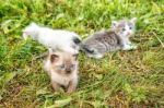 Three Kittens Walking On Grass Stock Photo