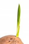 Sprout Of Coconut Tree Stock Photo