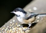 Beautiful Isolated Picture Of A Cute Black-capped Chickadee Bird Stock Photo