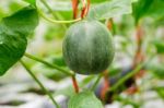 Small Japan Melon (honeydew Melon) In Farm Stock Photo