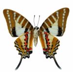 Spot Swordtail Butterfly Stock Photo