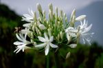 Wild White Agapanthus (agapanthaceae} By The Roadside In Madeira Stock Photo