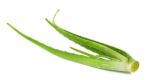 Aloe Vera Plant Isolated On The White Background Stock Photo