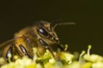 Honey Bee Stock Photo