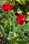 White Crab Spider (misumena Vatiaon) On Red Tulips In An English Stock Photo