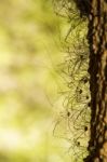 Bunch Of Opiliones Spiders Stock Photo