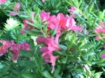 Rhododendron-flowers In The Park Stock Photo