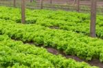 Plantation Of Lettuce In A Greenhouse In The Organic Garden Stock Photo