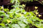 Bitter Gourd Plant Climbing On Trellis Stock Photo