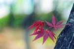 Maple In Autumn Season With Soft Focus Stock Photo