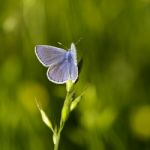 Butterfly Stock Photo