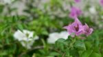 Beautiful Bougainvillea Flower Stock Photo