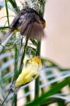 Black-necked Weaver (ploceus Nigricollis) Stock Photo