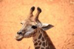 Giraffe Head Close Up Stock Photo